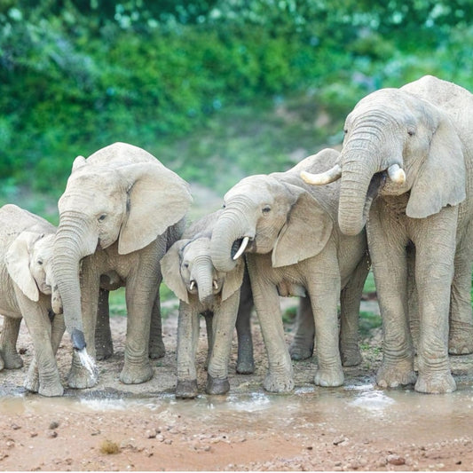 A group of African elephants standing together in shallow muddy water, with a lush green forest background.