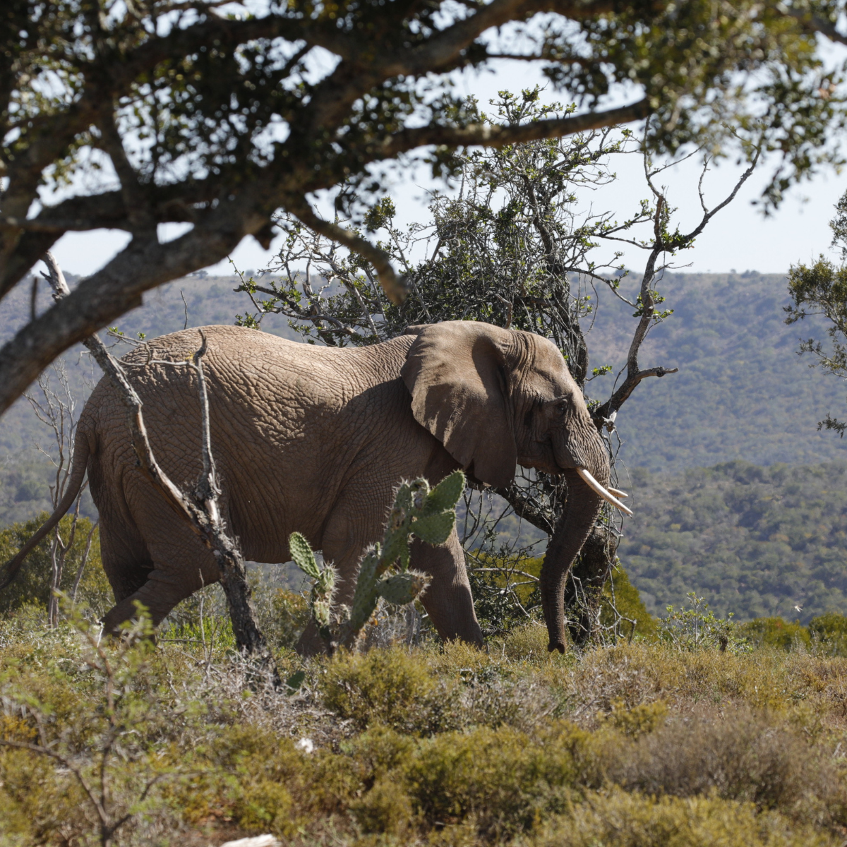 Twsale the Elephant walking through the wild landscape after his release into the wild
