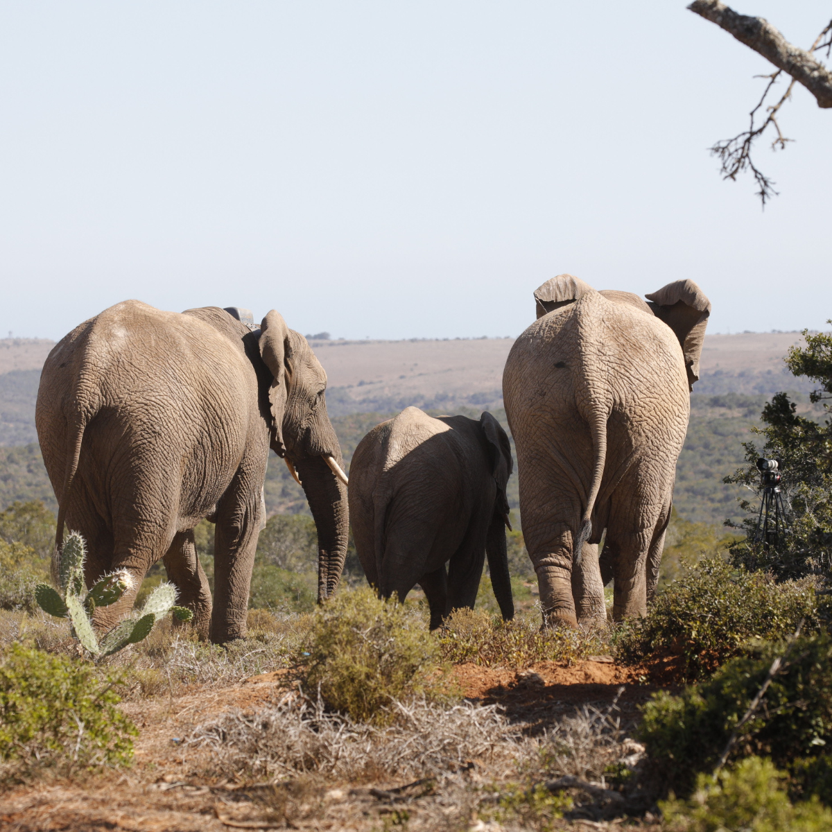 A rear view of 2 adult elephants and an infant elephant walking through the wild landscape of South Africa