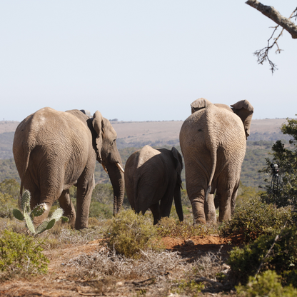 A rear view of 2 adult elephants and an infant elephant walking through the wild landscape of South Africa