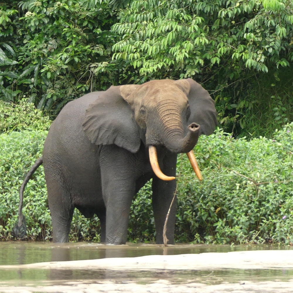 J5 the African elephant standing in shallow water with dense green foliage in the background.