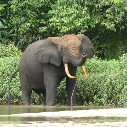 J5 the African elephant standing in shallow water with dense green foliage in the background.