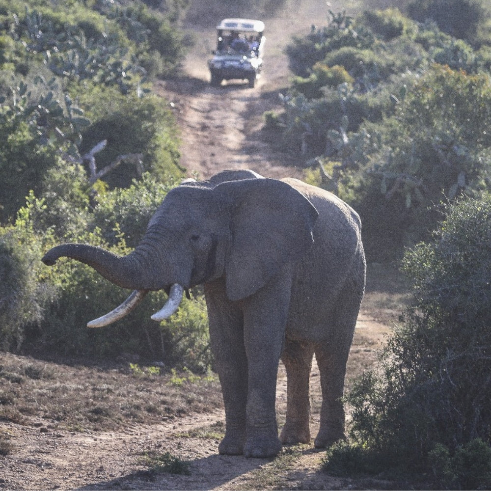 A large gray elephant stands on a dirt road surrounded by dense green brush, with a safari vehicle driving away in the background.