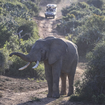 A large gray elephant stands on a dirt road surrounded by dense green brush, with a safari vehicle driving away in the background.