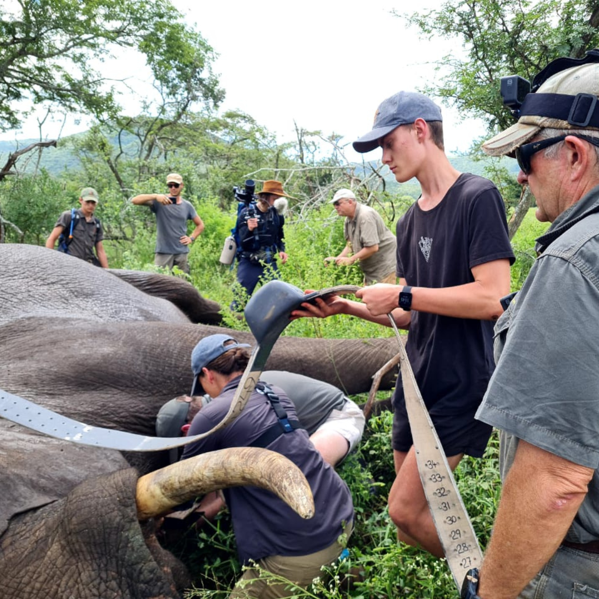 Group of people helping to secure an elephant for rescue