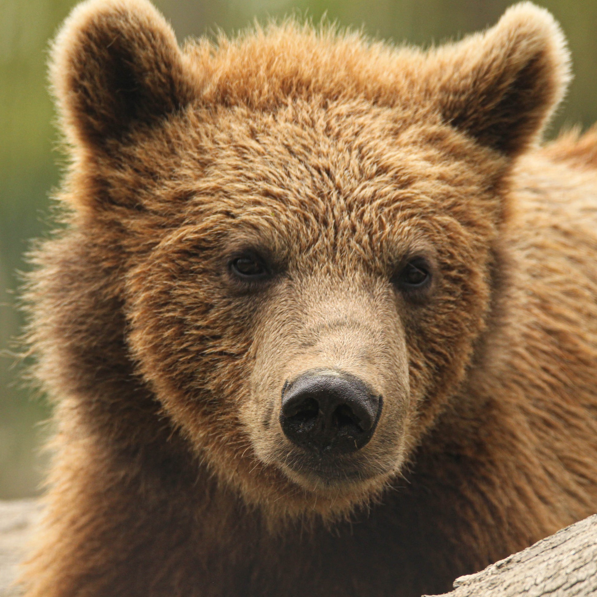 A close-up photograph of a brown bear with golden-brown fur, looking directly forward, resting on a weathered log with a soft, blurred green background.