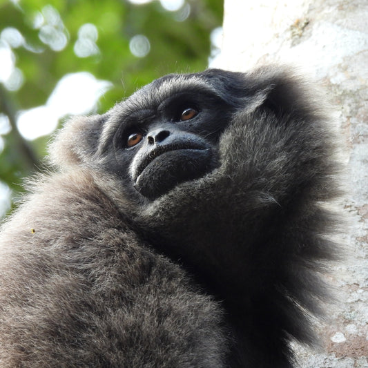 A close-up of a black-and-white gibbon resting against a tree trunk, with its face turned toward the camera and one hand touching its cheek.