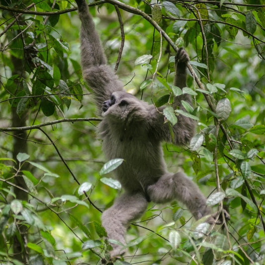 A gray gibbon hangs from tree branches and leaves in a lush green forest.