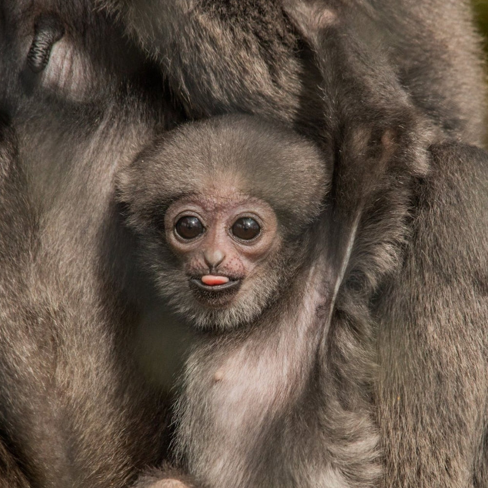 A close-up of a baby gibbon clinging to its mother's fur, with the infant's large dark eyes and pink mouth visible against the gray-brown animal fur.