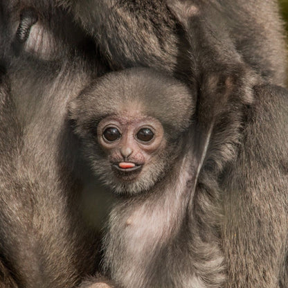 A close-up of a baby gibbon clinging to its mother's fur, with the infant's large dark eyes and pink mouth visible against the gray-brown animal fur.