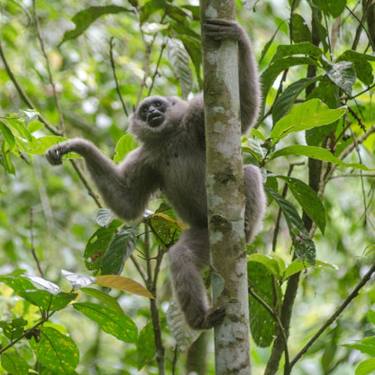 A gray long-faced gibbon hangs from a tree trunk in a lush green forest with dense foliage.