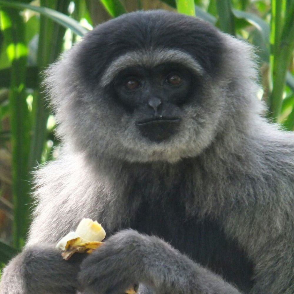 A close-up of a gray and black gibbon holding a banana, set against a background of green leaves.