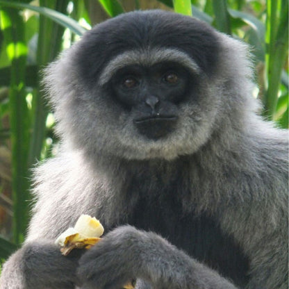 A close-up of a gray and black gibbon holding a banana, set against a background of green leaves.