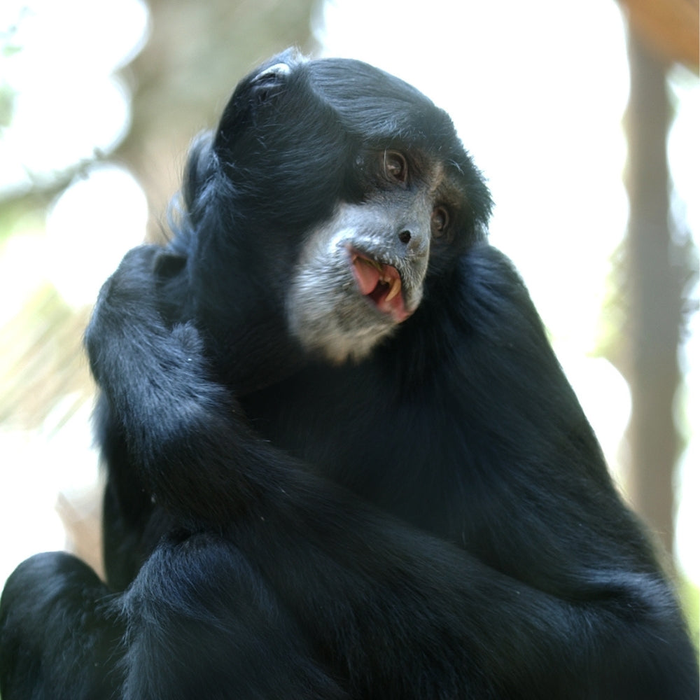 A close-up shot of a black siamang gibbon with a white face, looking slightly to the side with its mouth open, set against a bright, blurred natural background.