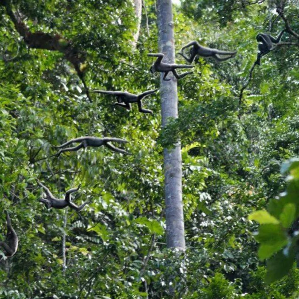 A multiple exposure image of a gibbon swinging through the trees in a dense green forest
