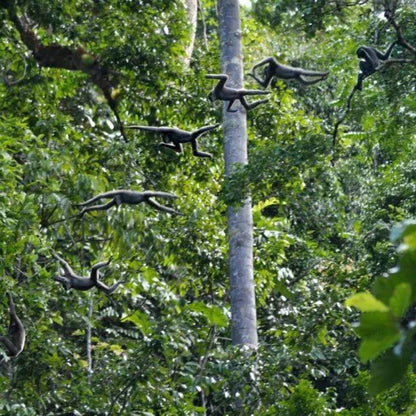 A multiple exposure image of a gibbon swinging through the trees in a dense green forest