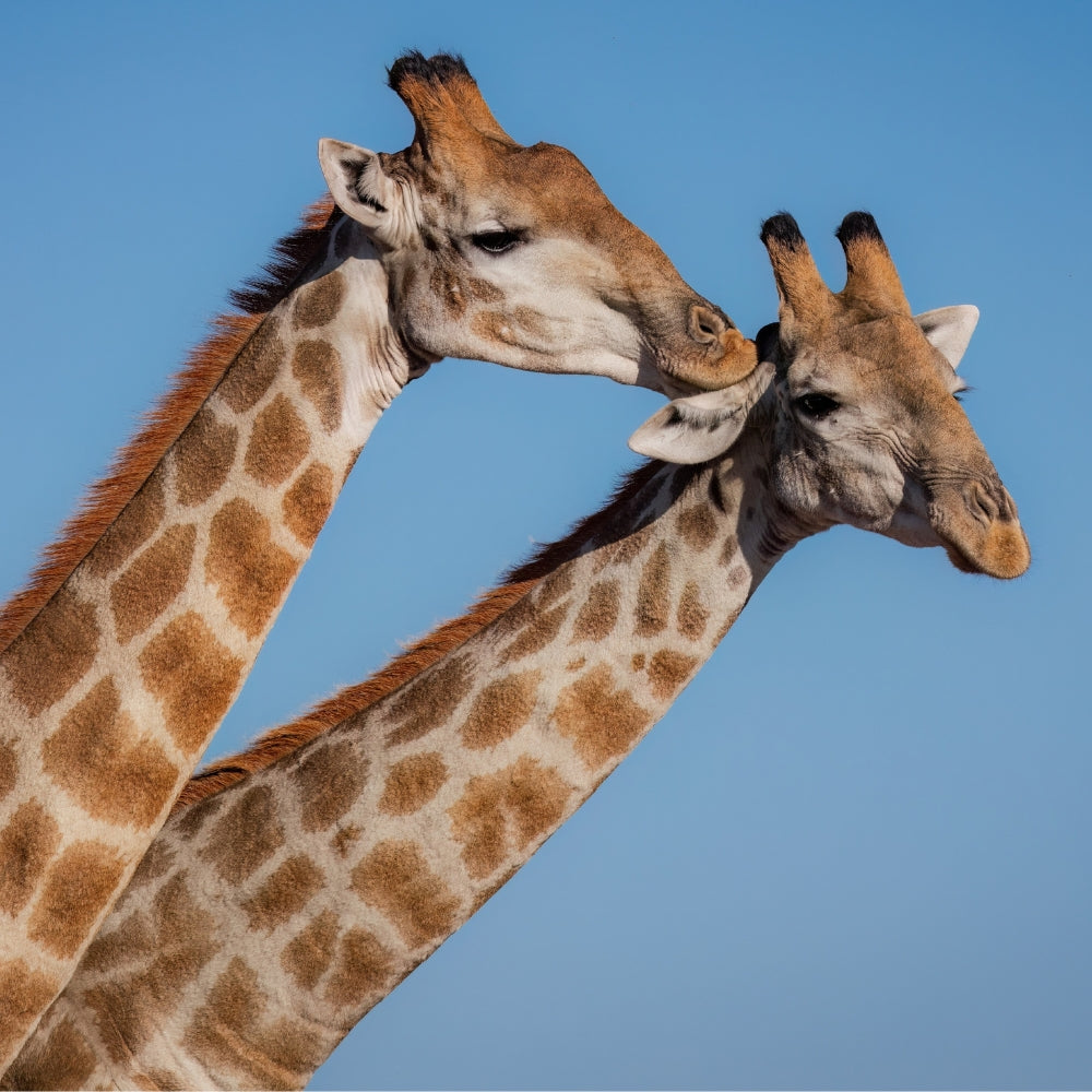 Two giraffes, one nibbling the others ear, with brown and cream patterned necks pose closely against a clear blue sky.