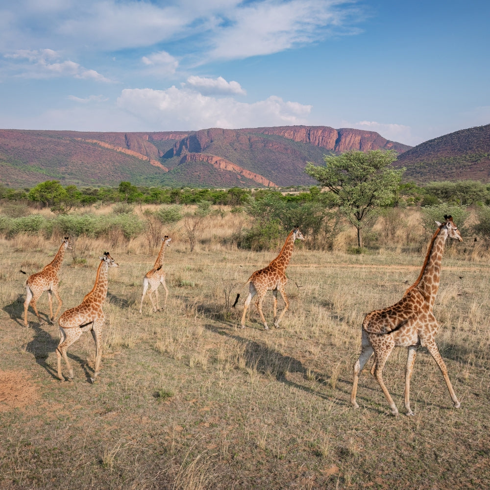 A tower of five giraffes walking across a dry grassy savanna landscape with green trees and red rock mountains under a blue sky with white clouds.