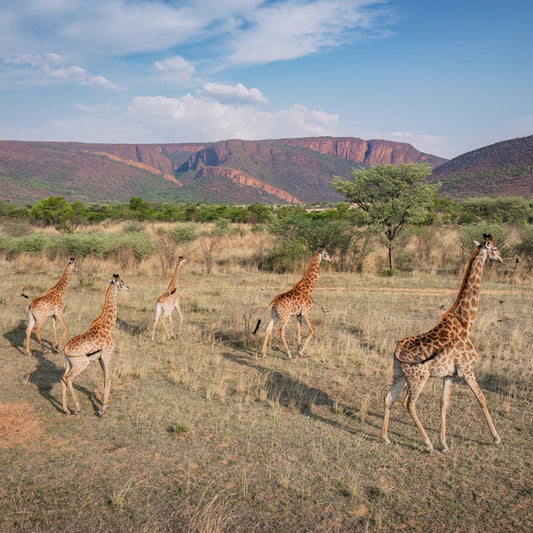 A tower of five giraffes walking across a dry grassy savanna landscape with green trees and red rock mountains under a blue sky with white clouds.