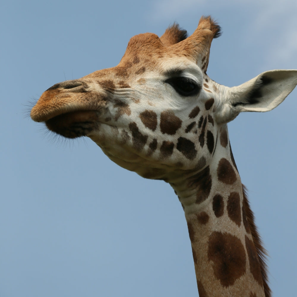 Close-up of a giraffe's head and neck against a clear blue sky.