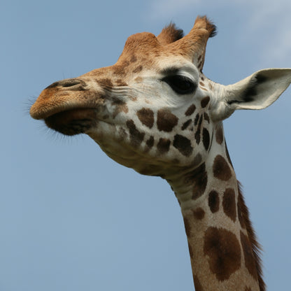 Close-up of a giraffe's head and neck against a clear blue sky.