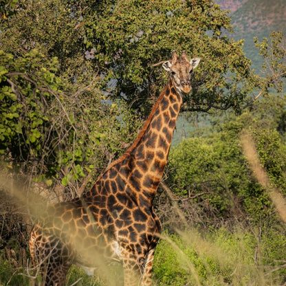 A giraffe standing in a natural savanna-like setting with green trees and brush in the background.