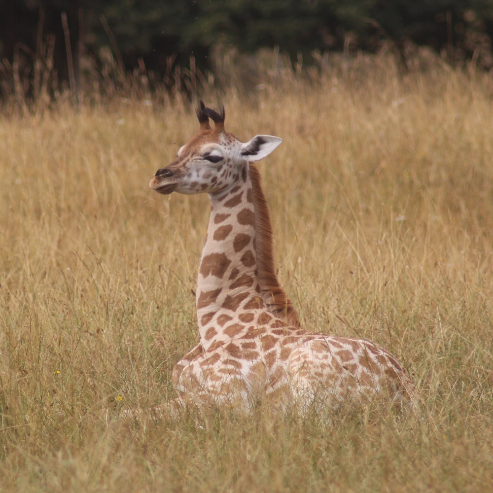 A young giraffe laying and resting in tall dry golden grass, with a dark, blurred natural background.
