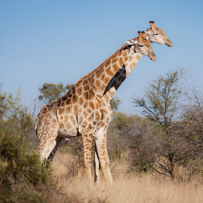 Two giraffes standing, one behind the other, in a grassy savanna landscape under a clear blue sky, with shrubs and trees in the background.