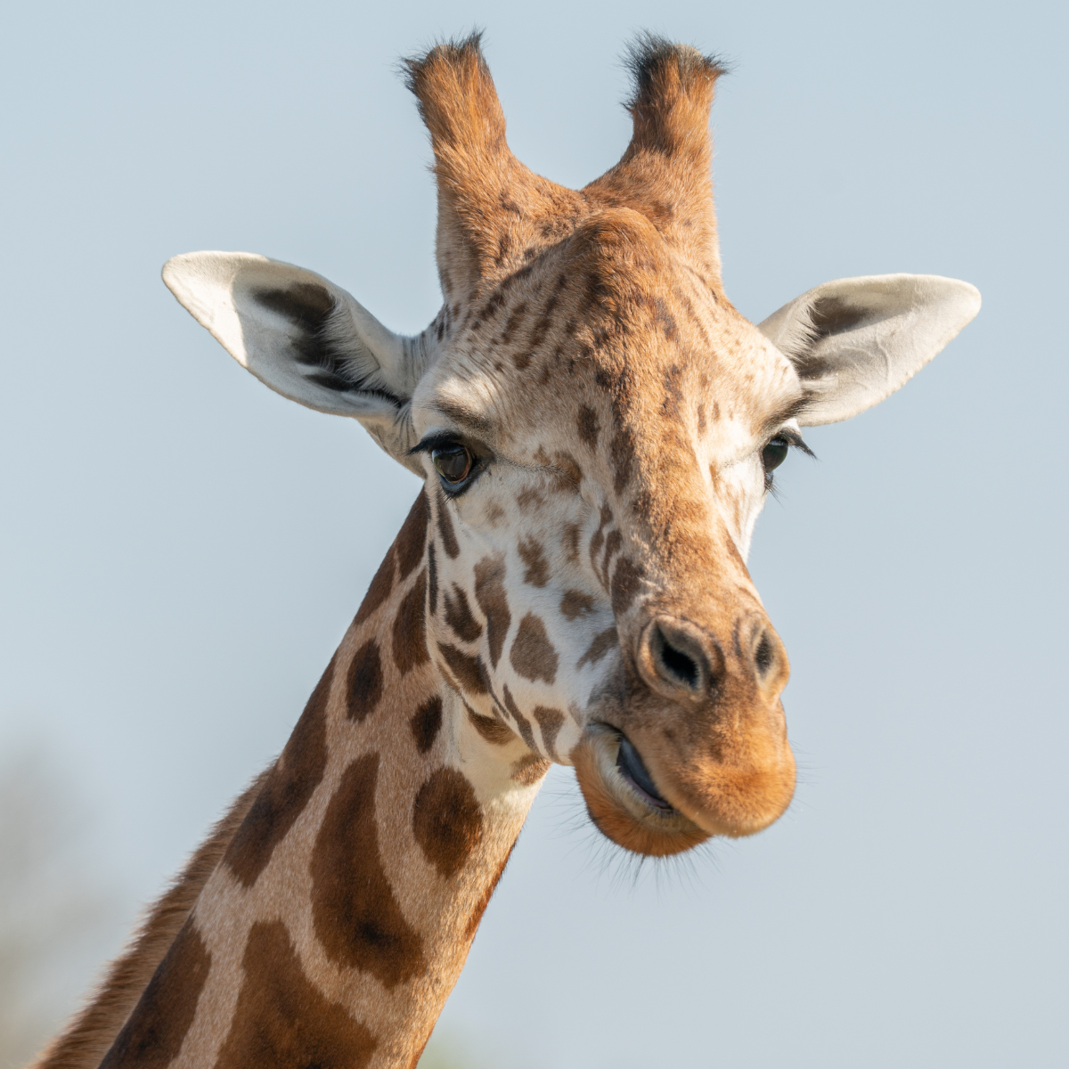 Close-up image of a giraffe's head and neck against a clear sky.
