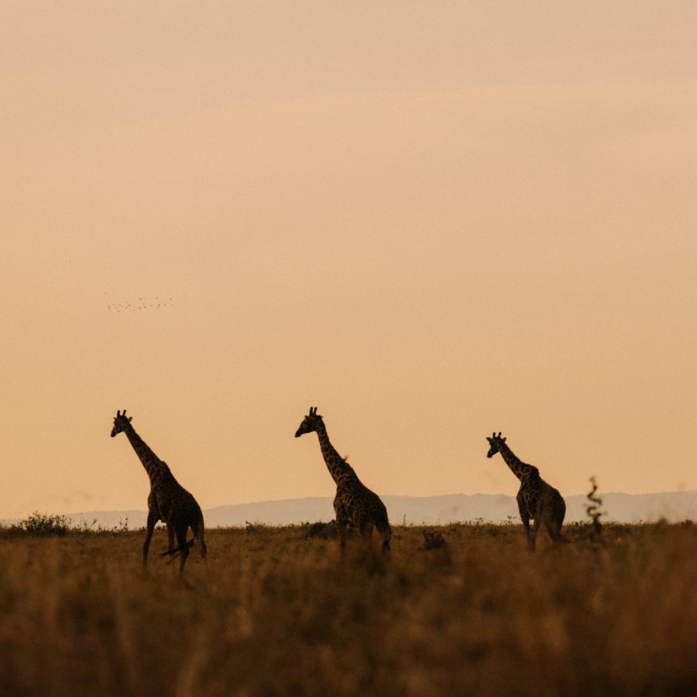 Three giraffes silhouetted against a warm golden-orange sky over an open grassland.