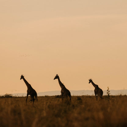 Three giraffes silhouetted against a warm golden-orange sky over an open grassland.