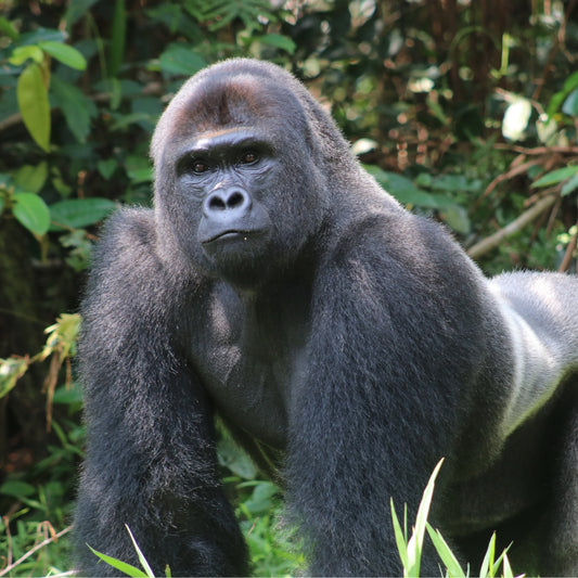 A close-up of a silverback gorilla in a lush green forest setting.