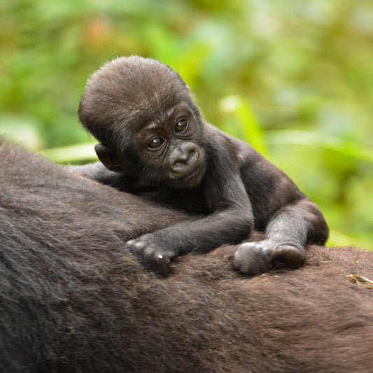 A baby gorilla resting on its mother's back, with a soft-focus green forest background.