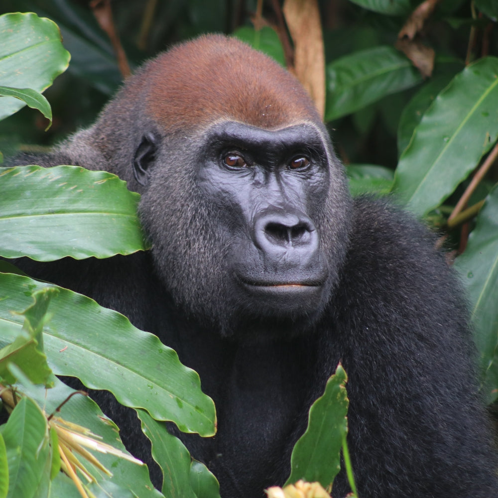 A close-up portrait of a silverback gorilla surrounded by lush green tropical leaves.