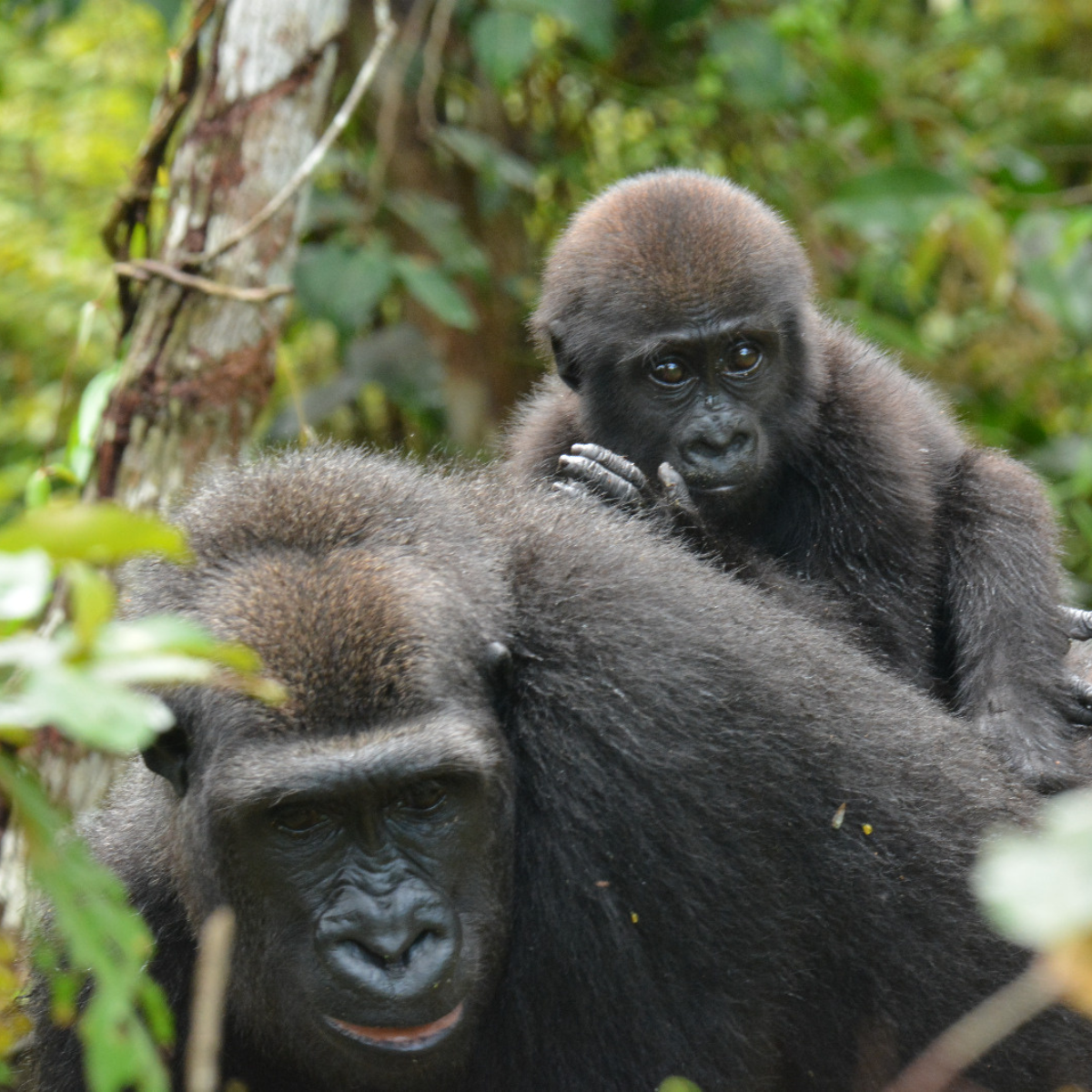 A photograph of a gorilla with a baby on its back, taken in a natural setting with greenery in the background.