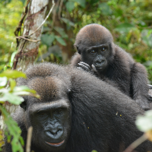 A photograph of a gorilla with a baby on its back, taken in a natural setting with greenery in the background.