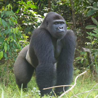 A close-up of a silverback gorilla in a lush green forest setting.