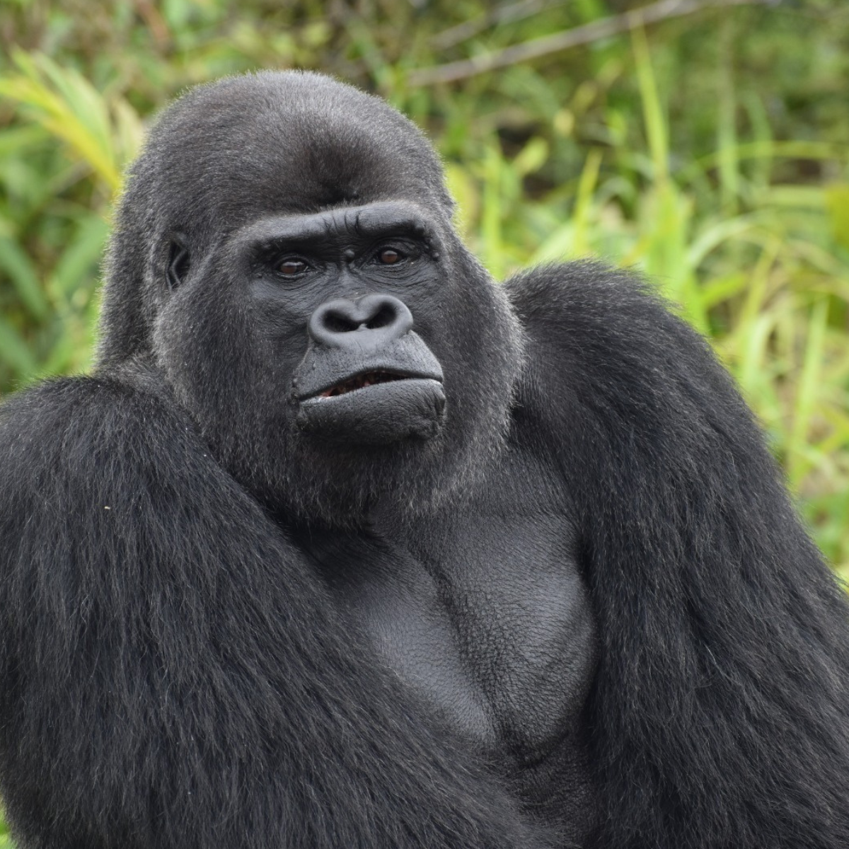 A close-up of a silverback gorilla in a lush green forest setting.