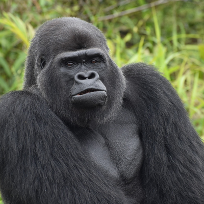 A close-up of a silverback gorilla in a lush green forest setting.