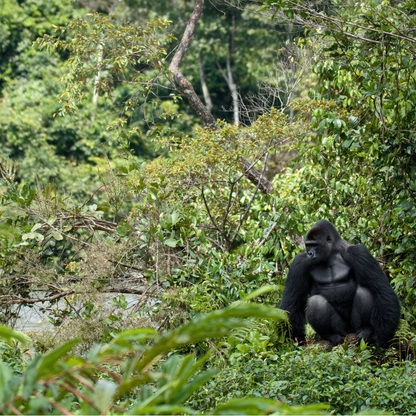 A photograph of a silverback gorilla, by a river, surrounded by lush green forest.