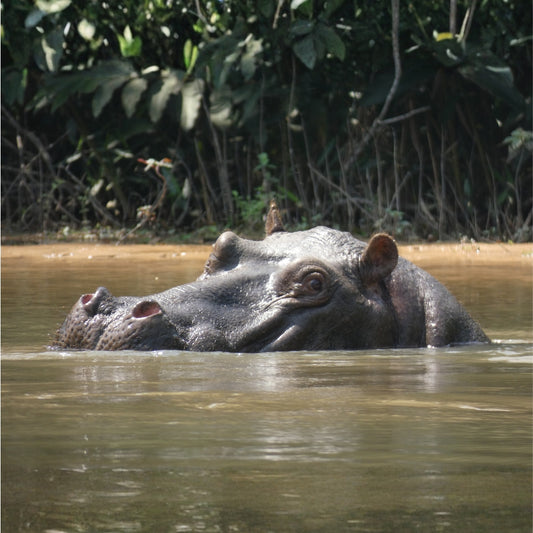 A close-up view of a hippopotamus emerging from murky brown water, with dense green foliage in the background.