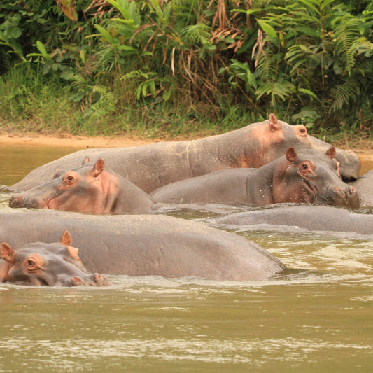 Several hippos partially submerged in murky water with dense green foliage along the bank in the background.