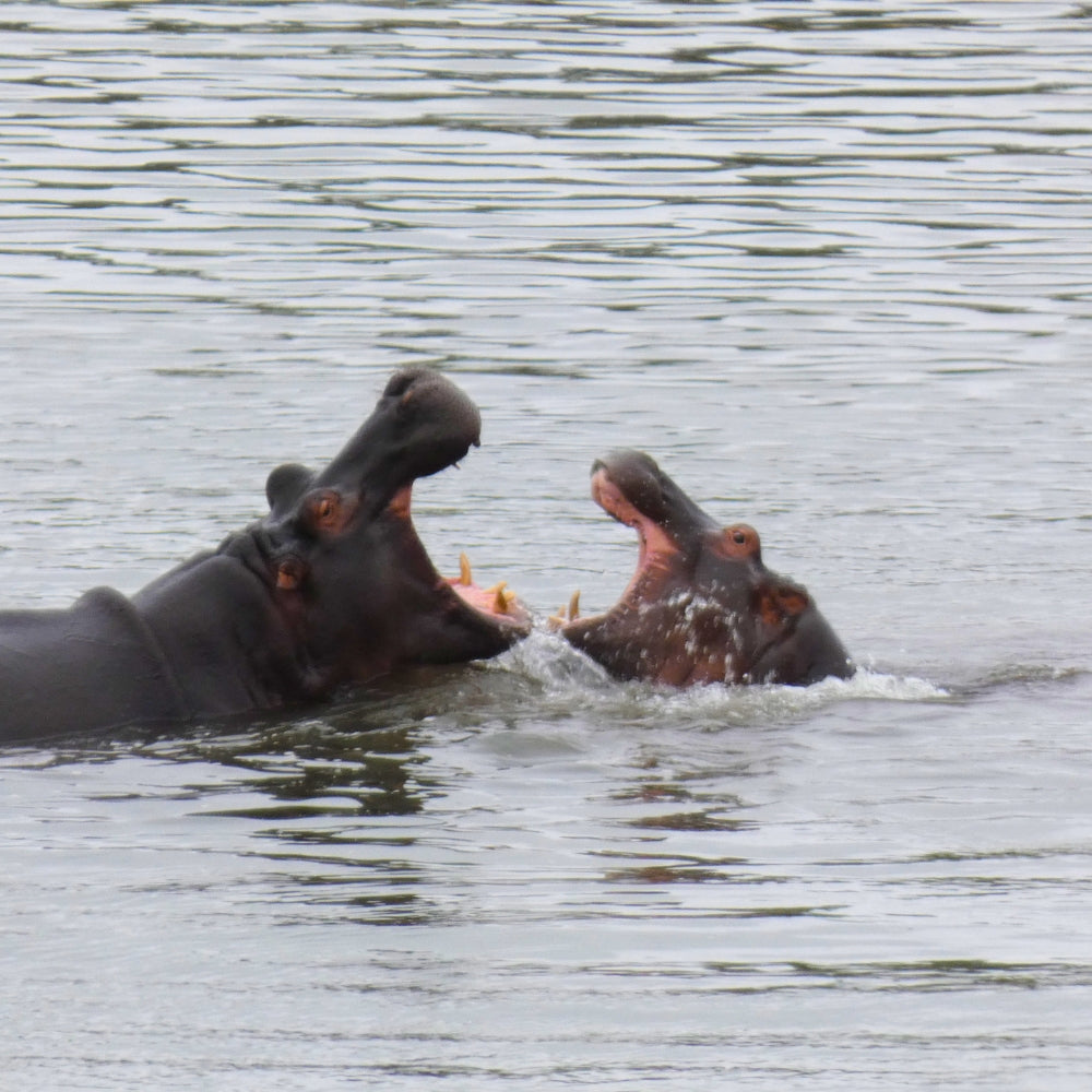 Two hippos in the water with their mouths wide open, facing each other in a river scene.