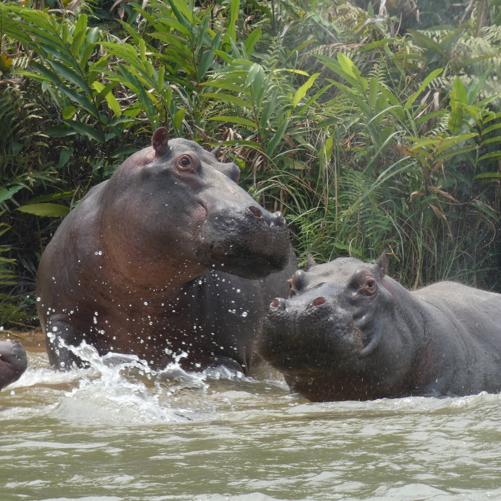 Two hippos partially submerged in murky water with dense green foliage in the background.