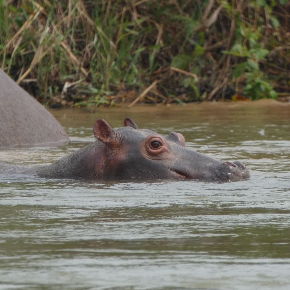 A close-up view of a baby hippopotamus's head and upper body emerging from murky water, with grassy vegetation in the background.