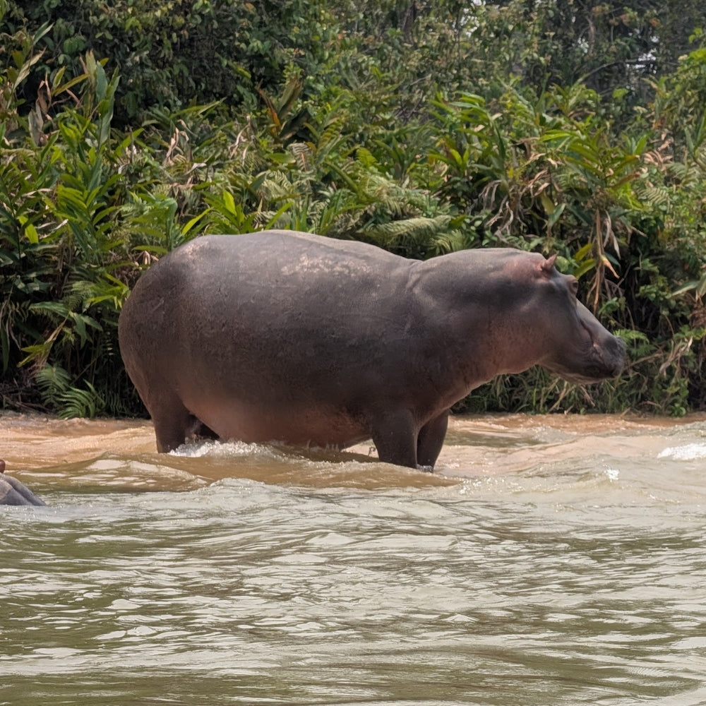 A hippopotamus looking away, standing in shallow murky water with dense green foliage in the background.