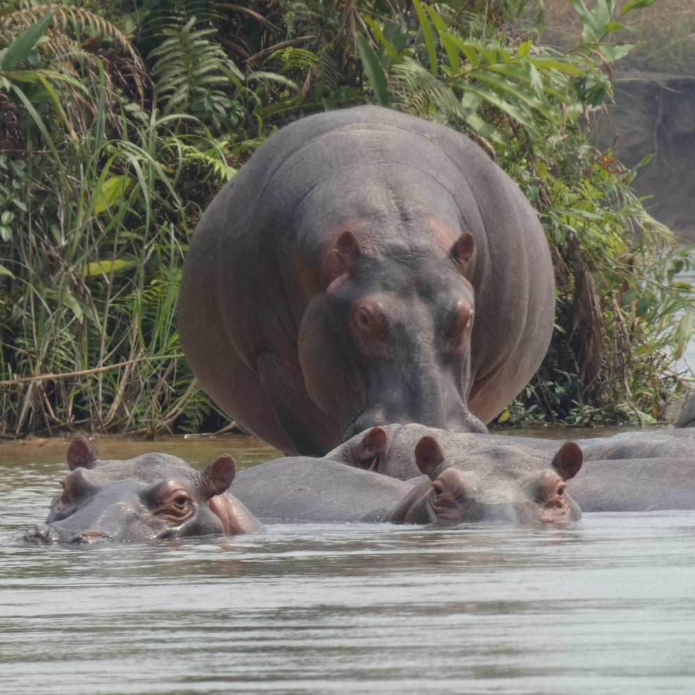 A large hippopotamus stands in shallow water with a group of hippos partially visible in the water, in front of dense green foliage.
