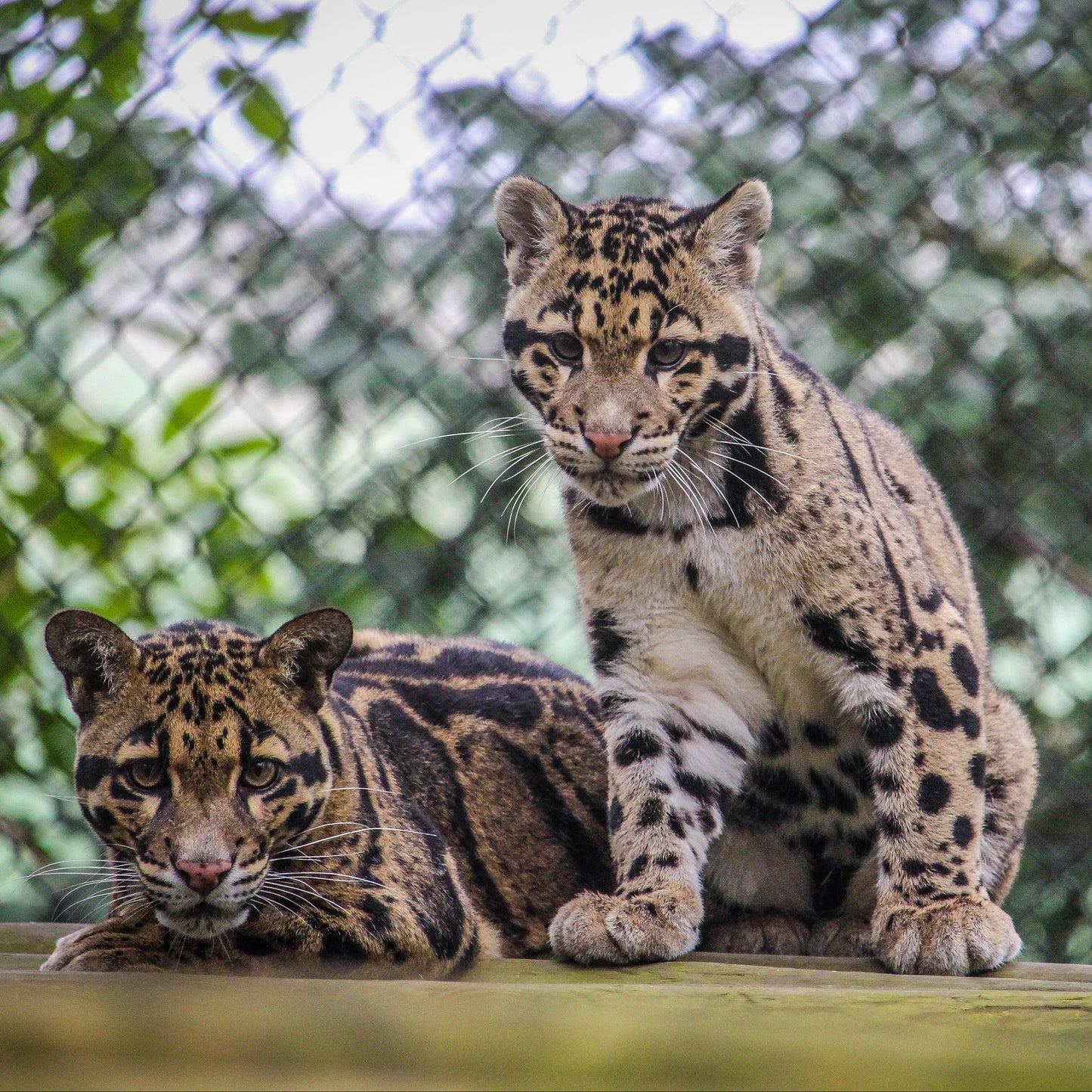 Two clouded leopard cubs sitting on a wooden platform in front of a chain-link fence, with green foliage in the background.