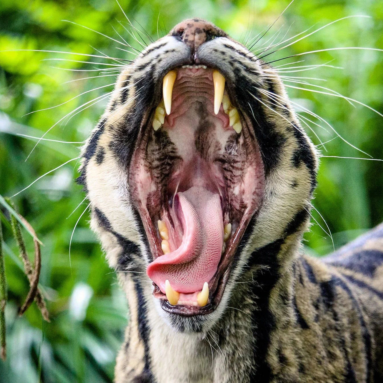 A close-up shot of a clouded tiger roaring with its mouth wide open, showing sharp yellow teeth and a pink tongue, set against a blurred green jungle background.