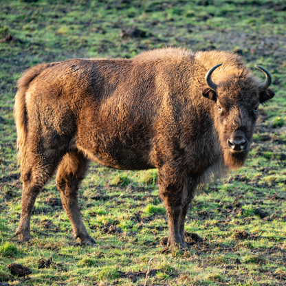 Adopt a European Bison